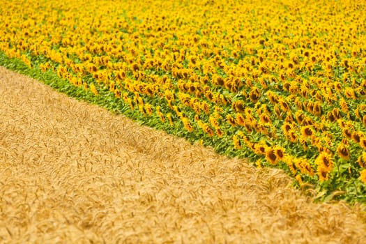 Cereal and Sunflowers Fields view. Filtered shot with a selective focus