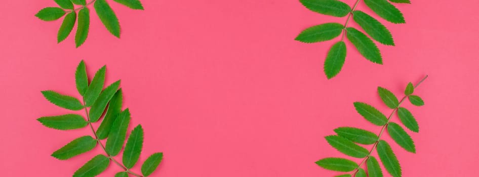 Creative flat lay top view pattern with fresh green rowan tree leaves on bright pink background with copy space in minimal duotone pop art style, frame template for text. Long wide banner