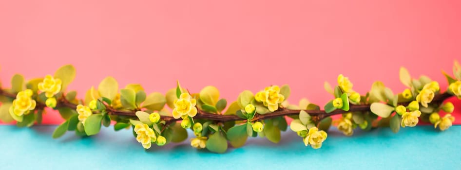 Spring blossoming barberry branch with green leaves, barbs and yellow flowers on pastel color paper background with copy space in minimal style, long wide banner