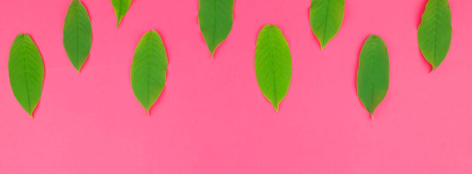 Creative flat lay top view pattern with fresh green leaves on bright pink background with copy space in minimal pop art style, template for text. Long wide banner