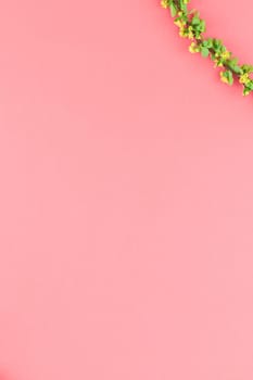 Creative flat lay concept top view of spring blossoming barberry branch with green leaves, barbs and yellow flowers on pastel color paper background with copy space in minimal style, template frame