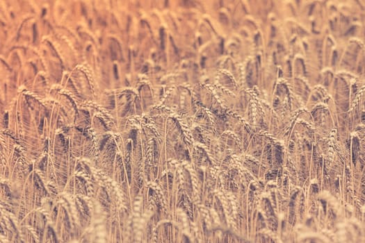 Ripe Cereal field. Shot with a selective focus