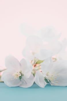 Apple blossoms over blurred color background. Spring flowers creative macro image with bokeh. Shallow depth of field. Spa and wellness concept