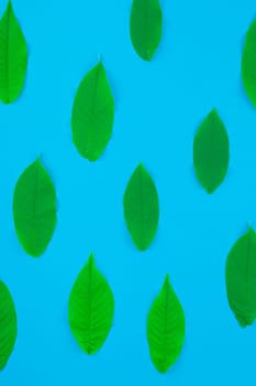 Creative flat lay top view pattern with fresh green leaves on bright blue background with copy space in minimal pop art style, template for text