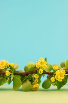 Spring blossoming barberry branch with green leaves, barbs and yellow flowers on pastel color paper background with copy space in minimal style, template for text
