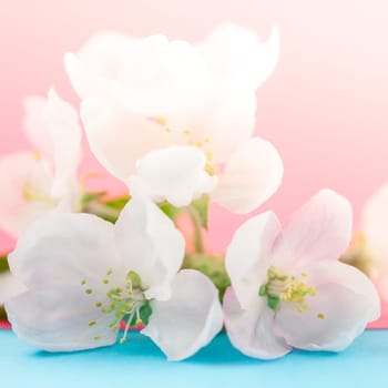 Apple blossoms over blurred color background. Spring flowers creative macro square image with bokeh. Shallow depth of field. Spa and wellness concept