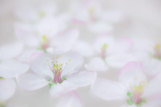 Close up of white spring blossoming apple tree flowers floating in aroma bowl of water. Spa and wellness concept