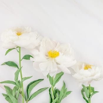 Beautiful blooming white peony flowers on marble background with copy space in minimal style, square template for postcard, text or your design. Wedding invitation and celebration greeting concept