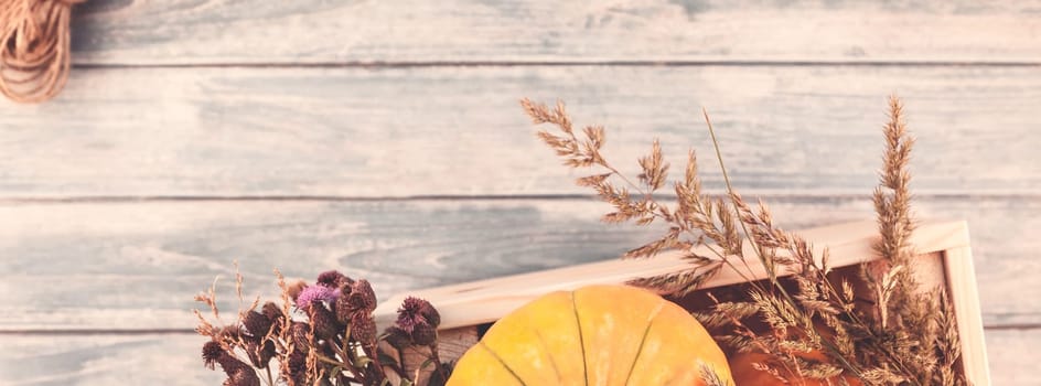 Top view of autumn orange pumpkins and dry flowers and grass in box thanksgiving background over blue toned wooden table with copy space. Template for fall harvest mood text. Long wide banner
