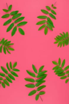 Creative flat lay top view pattern with fresh green rowan tree leaves on bright pink background with copy space in minimal duotone pop art style, frame template for text