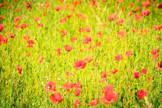 Red poppies in a summer meadow on sunny day. Horizontal shot