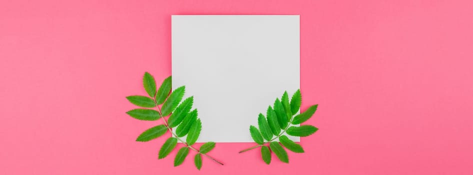 Creative flat lay top view white letter mock up with fresh green rowan tree leaves on bright pink background with copy space in minimal duotone pop art style, template for text. Long wide banner