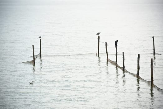 Northern Sea landscape: still water and birds on wooden posts