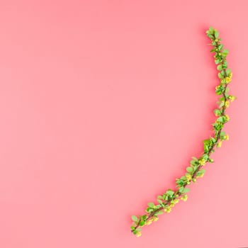 Creative flat lay concept top view of spring blossoming barberry branch with green leaves, barbs and yellow flowers on square pastel color paper background with copy space in minimal template frame