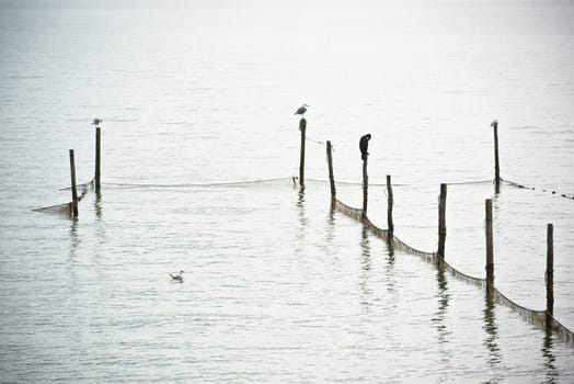 Northern Sea landscape: still water and birds on wooden posts