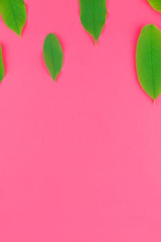 Creative flat lay top view pattern with fresh green leaves on bright pink background with copy space in minimal pop art style, template for text