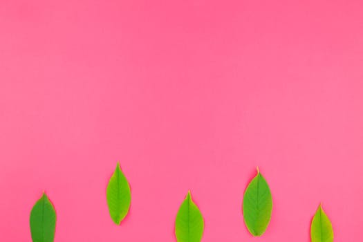 Creative flat lay top view pattern with fresh green leaves on bright pink background with copy space in minimal pop art style, template for text