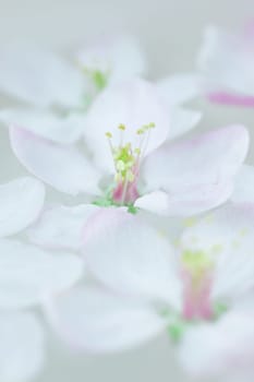 Close up of white spring blossoming apple tree flowers floating in aroma bowl of water. Spa and wellness concept