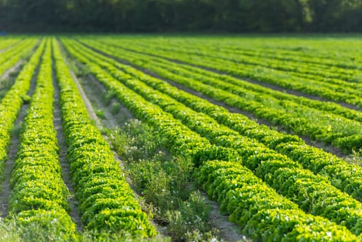 Cultivated field: fresh green salad bed rows. Shot with a selective focus