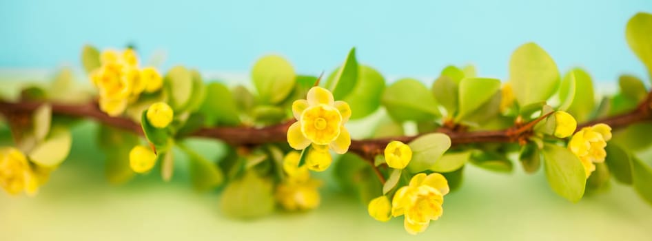 Spring blossoming barberry branch with green leaves, barbs and yellow flowers on pastel color paper background with copy space in minimal style, long wide banner