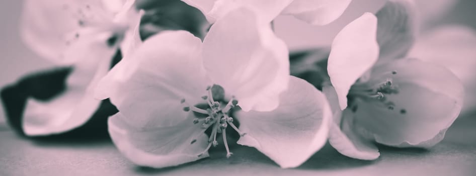 Apple blossoms over blurred bw background. Spring flowers creative macro image with bokeh. Shallow depth of field. Long wide banner