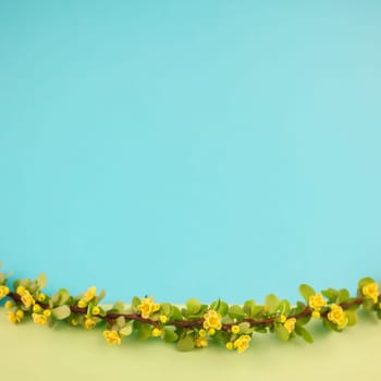 Spring blossoming barberry branch with green leaves, barbs and yellow flowers on square pastel color paper background with copy space in minimal style, template for text or design