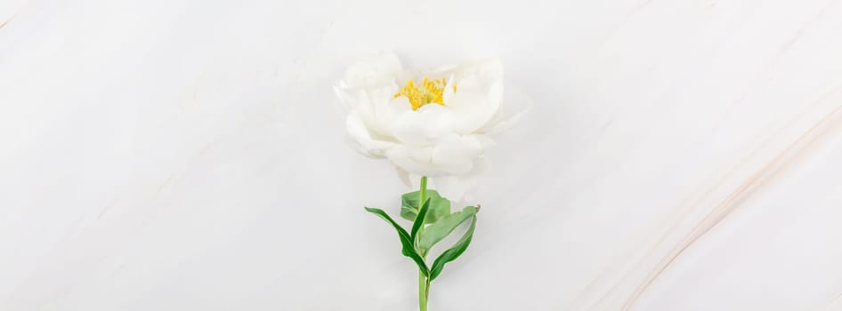 Beautiful blooming white peony flowers on marble background with copy space in minimal style, template for your design. Wedding invitation and celebration greeting concept. Long wide banner
