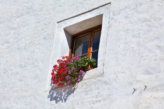 Window with flowerpots and colorful flower on a white wall