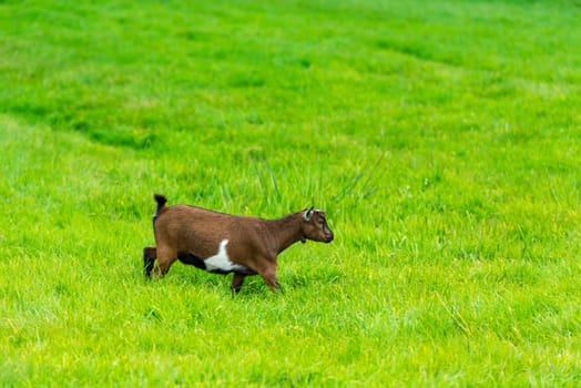 one brown goat eating of green grass at farm