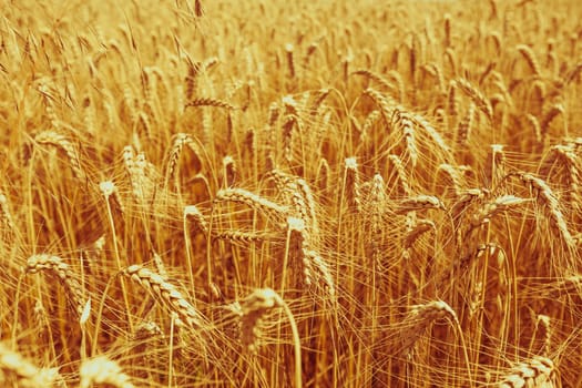 Ripe Cereal field. Shot with a selective focus