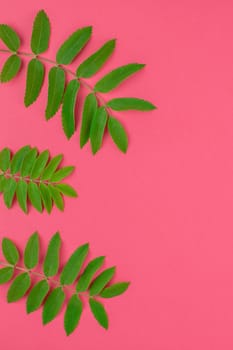 Creative flat lay top view pattern with fresh green rowan tree leaves on bright pink background with copy space in minimal duotone pop art style, frame template for text