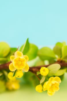 Spring blossoming barberry branch with green leaves, barbs and yellow flowers on pastel color paper background with copy space in minimal style, template for text