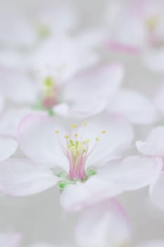 Close up of white spring blossoming apple tree flowers floating in aroma bowl of water. Spa and wellness concept