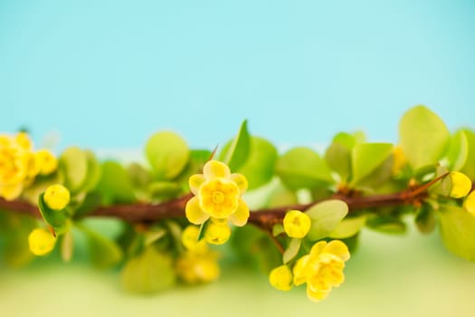 Spring blossoming barberry branch with green leaves, barbs and yellow flowers on pastel color paper background with copy space in minimal style, template for text