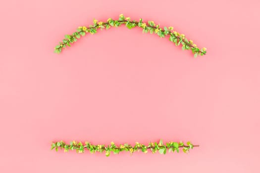 Creative flat lay concept top view of spring blossoming barberry branch with green leaves, barbs and yellow flowers on pastel color paper background with copy space in minimal style, template frame