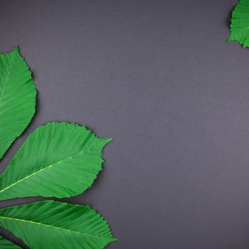 Creative botanical flat lay top view pattern with fresh bright green chestnut leaves on black paper background with copy space in minimal style, square plant frame template for text