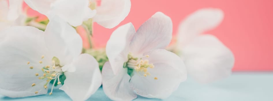 Apple blossoms over blurred color background. Spring flowers creative macro image with bokeh. Shallow depth of field. Spa and wellness concept. Long wide banner