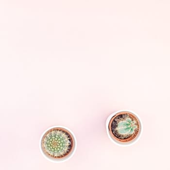 Square flat lay overhead top view small pots with decorative cactuses plants with copy space on millennial pink paper background in minimalism style. Trendy template for feminine blog, social media