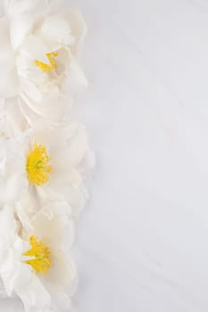 Beautiful blooming white peony flowers on marble background with copy space in minimal style, template for postcard, lettering, text or your design. Wedding invitation and celebration greeting concept
