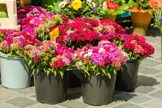 Beautiful carnation flowers selling at an european market