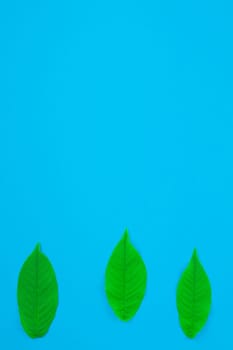 Creative flat lay top view pattern with fresh green leaves on bright blue background with copy space in minimal pop art style, template for text