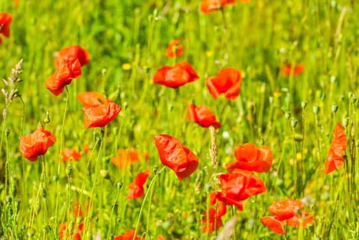 Red poppies in a summer meadow on sunny day. Horizontal shot