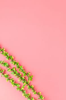 Creative flat lay concept top view of spring blossoming barberry branch with green leaves, barbs and yellow flowers on pastel color paper background with copy space in minimal style, template frame