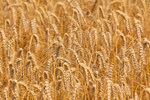 Ripe Cereal field. Shot with a selective focus
