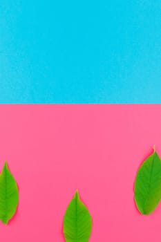 Creative flat lay top view pattern with fresh green leaves on bright pink and blue background with copy space in minimal pop art style, template for text