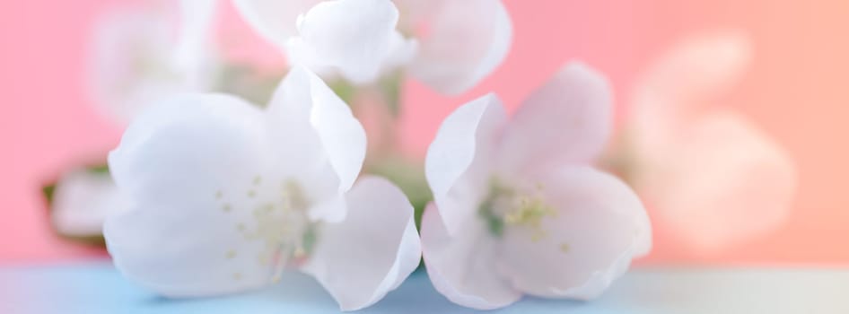 Apple blossoms over blurred color background. Spring flowers creative macro image with bokeh. Shallow depth of field. Spa and wellness concept. Long wide banner