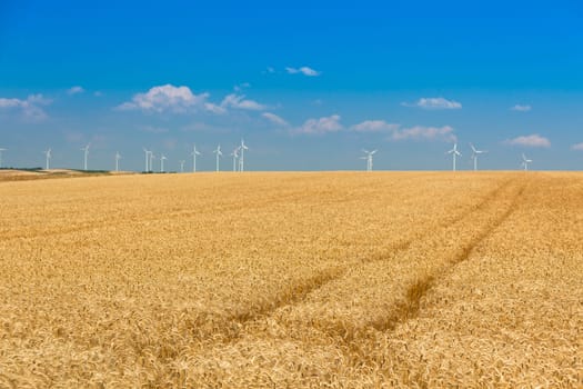 Ripe Cereal field. Filtered Shot with a selective focus