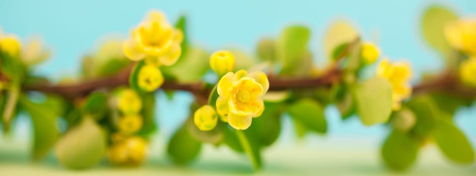Spring blossoming barberry branch with green leaves, barbs and yellow flowers on pastel color paper background with copy space in minimal style, long wide banner
