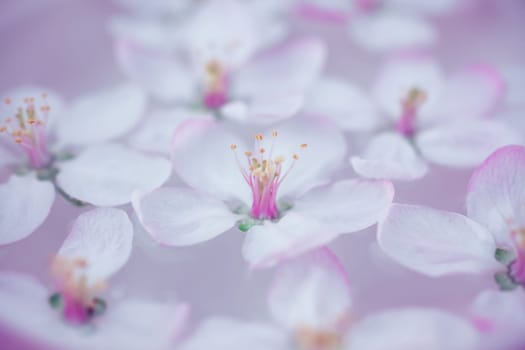 Close up of white spring blossoming apple tree flowers floating in aroma bowl of water. Spa and wellness concept