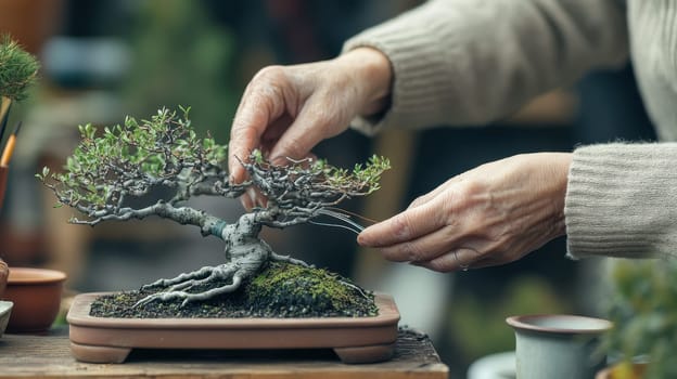 Senior person taking care of bonsai tree. Concept of hobbies, gardening, and mindfulness.